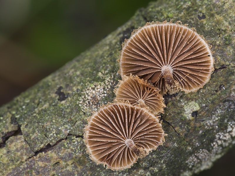 Phaeomarasmius erinaceus